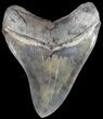 Serrated, Megalodon Tooth - Glossy Enamel #63142-2